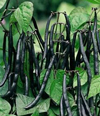 Dwarf French Beans ~ Purple Tepee (Current Stock)