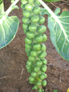 Brussels Sprouts ~ Doric F1 (Week 19)