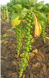 Brussels Sprouts ~ Nautic F1 (Current Stock)