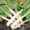 Chard ~ Swiss Chard 'Fordhook' (Current Stock)