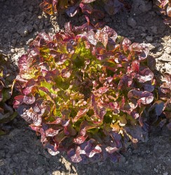 Lettuce ~ Alonix (red oakleaf) (Week 24)