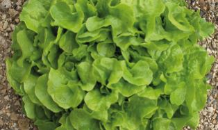 Lettuce ~ Admir (green oakleaf) (Week 27)