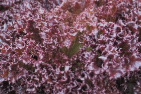 Lettuce ~ Azirka (lollo rossa) (Week 16)