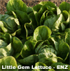 Lettuce ~ Maureen (little gem) (Week 31)