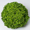 Lettuce ~ Olana (green Batavia) (Week 27)