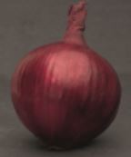 Onion ~ Red Ray F1 (Week 18)