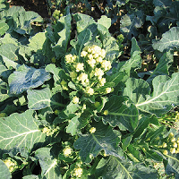 Sprouting Broccoli ~ Burbank F1 (Week 27)