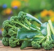Sprouting Broccoli ~ Montebello (Week 20)