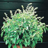 Basil ~ Lime (Ocimum americanum) (Week 25)