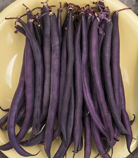 Dwarf French Beans ~ Royal Burgundy (Week 20)