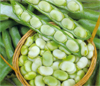 Broad Bean ~ Masterpiece Green Longpod (Week 10)