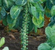 Brussels Sprouts ~ Petrus (Week 24)