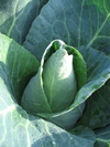 Cabbage ~ Caraflex F1 (Week 21)