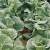 Cabbage ~ Duncan F1 (Week 39)