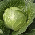 Cabbage ~ Elisa F1 (Week 15)