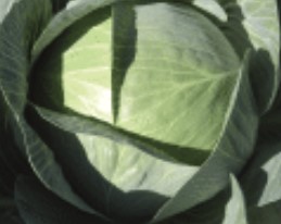 Cabbage ~ Expect F1 (Week 23)
