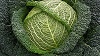 Cabbage ~ Wirosa (Week 23)