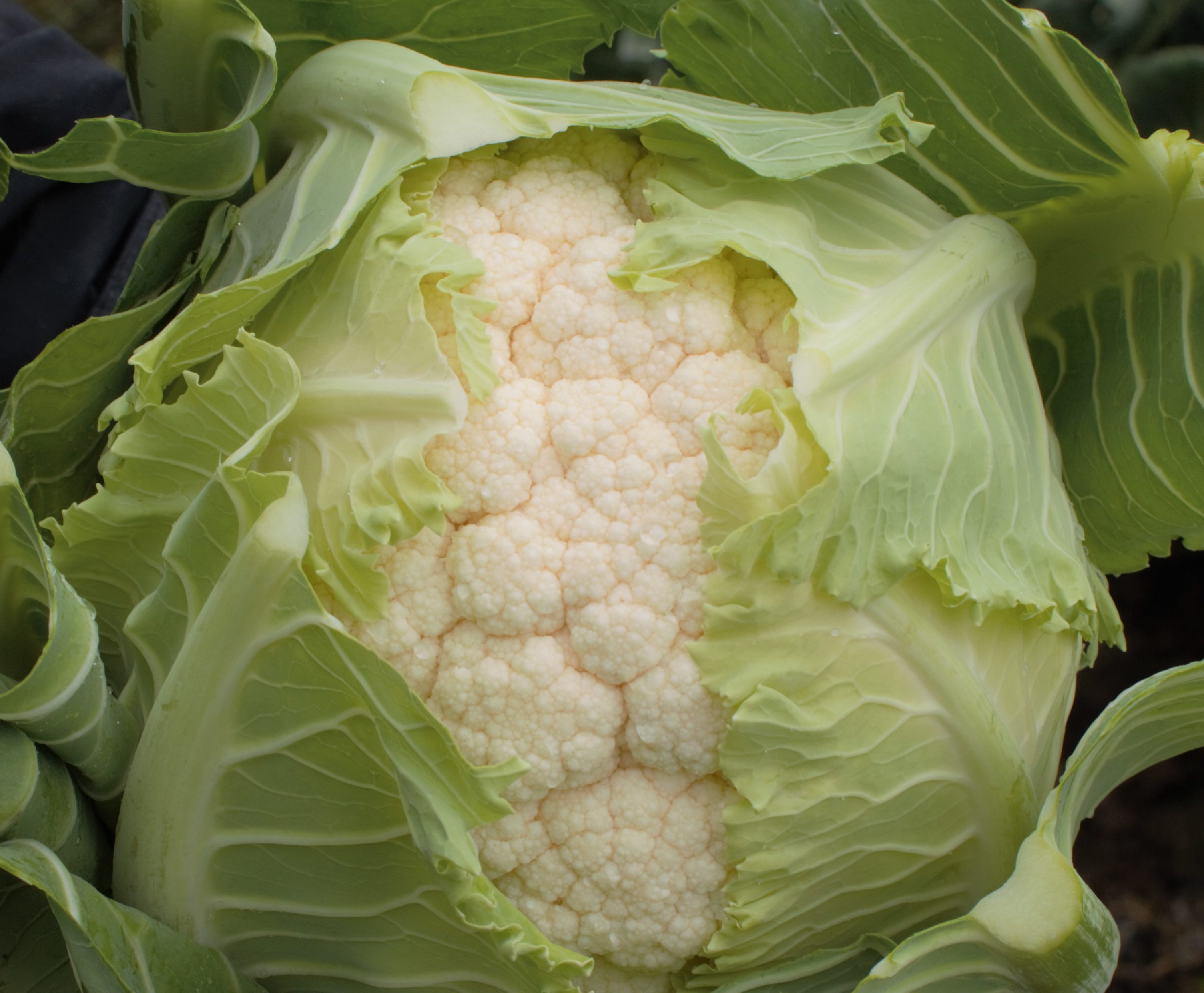 Cauliflower ~ Alpionis (Week 27)