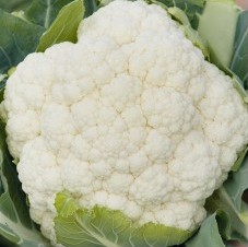 Cauliflower ~ Liria F1 (Week 17)
