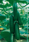 Cucumbers ~ Passandra F1 (Week 19)