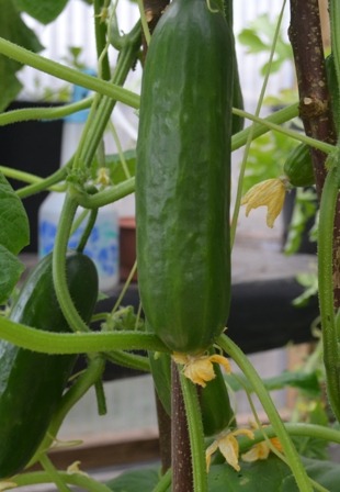 Cucumbers ~ Picolino (Week 19)