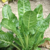 Leaf beet ~ Erbette (Week 10)