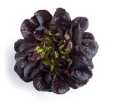 Lettuce ~ Manet (red multileaf, Salanova) (Week 24)