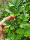 Parsley ~ Italian Giant (Flat leaf) (Week 36)