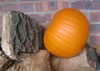 Pumpkin ~ Jack O' Lantern (Week 20)