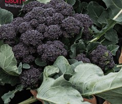 Sprouting Broccoli ~ Burgundy (Week 23)
