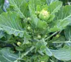 Sprouting Broccoli ~ White Eye F1 (Week 28)