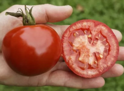 Tomato ~ Rondobella (Week 19)