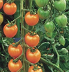 Tomato ~ Sungold (Grafted) (Current Stock)