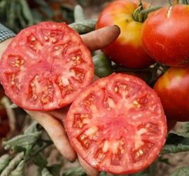 Tomato ~ Vivagrande (Week 19)